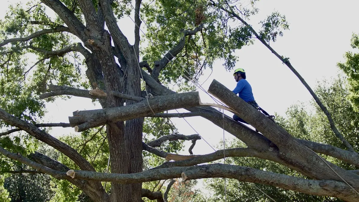 Professional Hazardous Tree Removal performed by certified arborists in Gaston