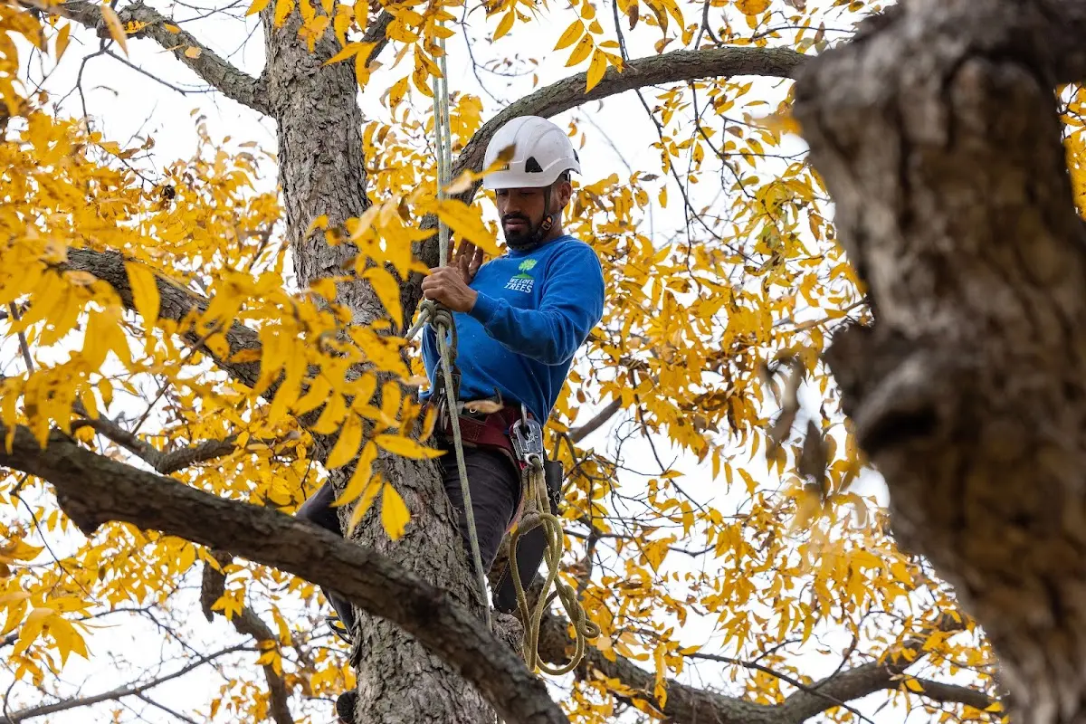 Skilled Tree Transplanting crew working in Gaston